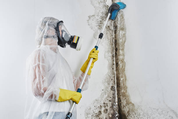 Best Mold Removal Company Near Me  in Darien, WI