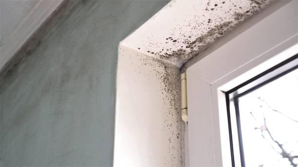 Professional Mold Removal in Darien, WI