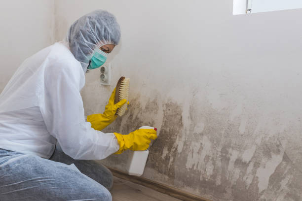 Best Toxic Mold Removal  in Darien, WI
