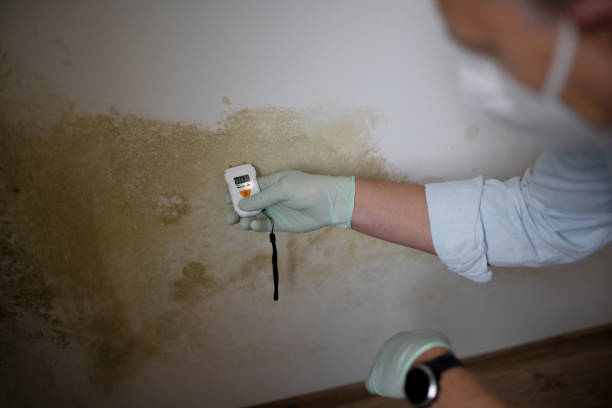 Best Crawl Space Mold Removal  in Darien, WI