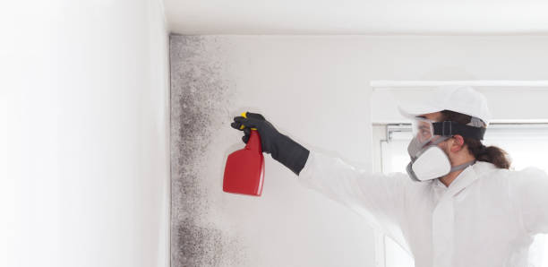 Mold Removal Process in Darien, WI