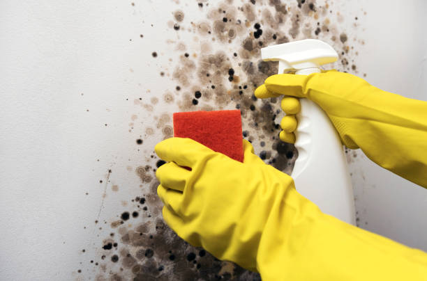 Best Mold Remediation  in Darien, WI