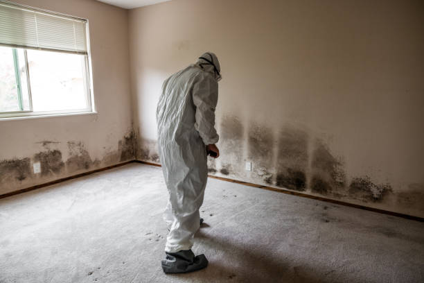 Best Certified Mold Removal  in Darien, WI