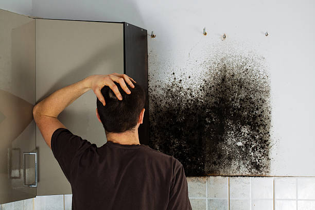 Best Office Mold Removal Services  in Darien, WI