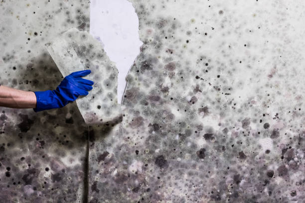 Best Mold Cleaning Services  in Darien, WI